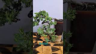 Juniper Bonsai - improving Sabina with wire! #bonsai #juniperbonsai #bonsaitree #bonsaiideas