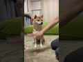 クルミ hands in charange に挑戦してみた😊😊 しばいぬ まめしば 豆柴 shibainu mameshiba まめしばのいる暮らし dog 豆柴くるみ くるみ クルミ