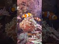 カクレクマノミとイソギンチャク　clownfish and sea anemones