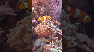 カクレクマノミとイソギンチャク　Clownfish and sea anemones