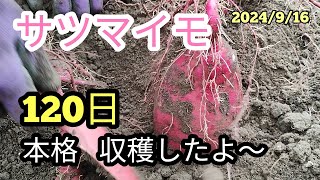 サツマイモ　収穫しました　紅はるか5月11日に定植して120日　今年は日照時間が多いので早めに収穫