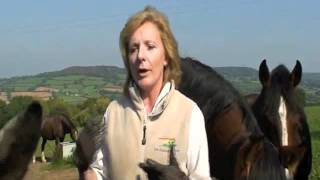 Managing horses as they need to live