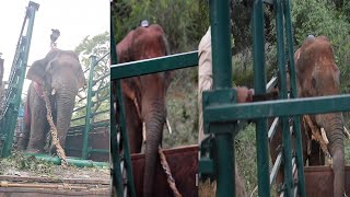 Elephant unloading | Forest | Karnataka