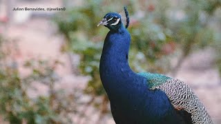 Mother suing San Antonio Botanical Garden after she says a peacock attacked her children