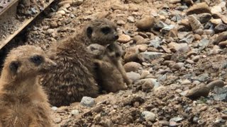 ミーアキャット　２匹の赤ちゃん誕生　【のんほいパーク】