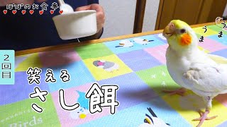 【生後2か月】さし餌いつまで？│オカメインコ雛