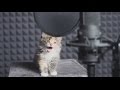 Super cute cat song