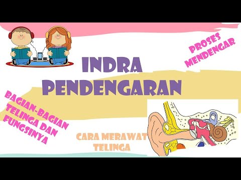 INDRA PENDENGARAN | Bagian-bagian, Fungsi, Dan Cara Merawat Telinga ...