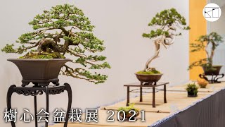 【2021】樹心会盆栽展 - 西川先生による出展盆栽解説【長野市芸術館】