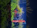 aquarium25cm水槽立ち上げ完了！ネオンテトラ導入 shorts