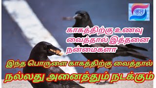 காகத்துக்கு உணவு வைத்தால் இத்தனை நன்மைகளா/benefits of crows/GK Homely Tips