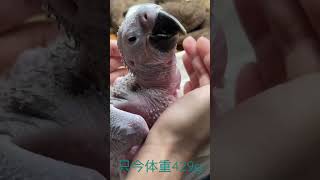 ルリコンゴウインコの雛　只今429g #ルリコンゴウインコ