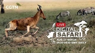 LIVE Digital Safari - Episode 4 - August 20th, 2020 - part 2