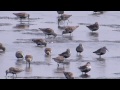 藤前干潟のハマシギとユリカモメの群れ dunlin calidris alpina and black headed gull larus ridibundus flocks