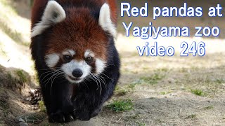 八木山レッサーリポート246 レッサーパンダ Red panda at Yagiyama zoo video_246 八木山動物公園