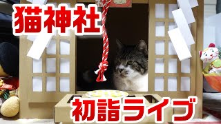 【猫ライブ】初詣は猫神社へどうぞ！リキちゃんがお待ちしております・・・(かも知れません)　☆リモートオンライン初詣☆　cat video  LIVE 2021