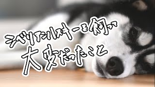 シベリアンハスキーを飼って大変だったこと！可愛いや楽しいだけではない！