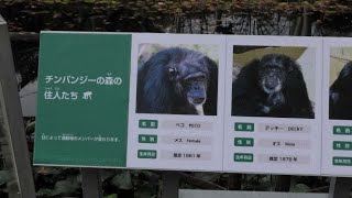 チンパンジーの森の住人たち　　Chimpanzees in Tama forest　　チンパンジー　多摩動物