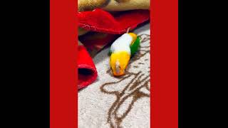 Wow 😲 smart love birds #shorts #youtubeshorts #parrot #birds
