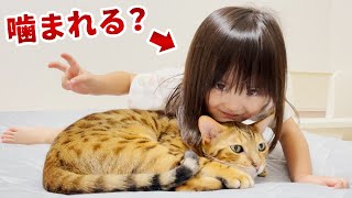 ちょっと大きくなってお姉ちゃん気取りの妹分にも噛みつきベンガル兄猫は優しい？【検証】