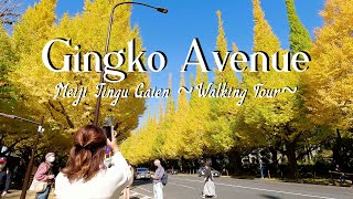 TOKYO WALK -The Gingko Avenue in Meiji Jingu Gaien【GoPro HERO 11】(Nov 2022)  明治神宮外苑　イチョウ並木の紅葉