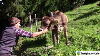 Impressionen vom Alpsommer 2017