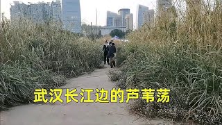 武汉长江边的芦苇荡，好多人在里面穿梭，乱草中有何玄机？