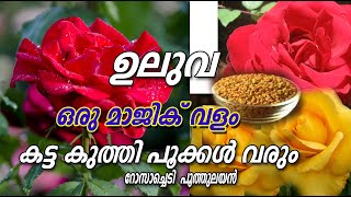 Fertilizer to increase Flowers Malayalam//Fenugreek Tips All Plant Grow