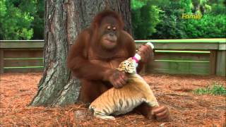 Orangutan alimentando y cuidando cachorros de tigre