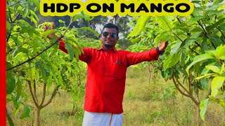 மாவில் அடர் நடவு முறை சாத்தியமா?HDP on MANGO|Tiifin Carrier