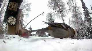 Bird Feeder Camera_Feb 9th