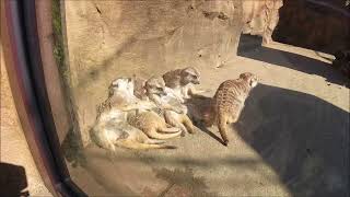 くつろいでいるミーアキャットたち - よこはま動物園ズーラシア ~ Meerkat relaxed mood @ Yokohama Zoo Zoorasia