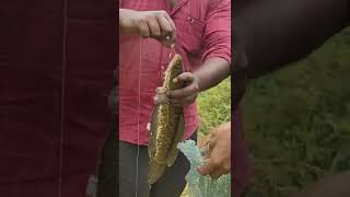 വരാൽ  പിടിക്കാൻ ഇനി  ഫ്രോഗ്  വേണ്ട  ഇവൻ  മതി  Snake Head Fishing Kerala Malayalam | Fish Hunting