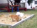 komondor puppies from fehér kócos with little cat