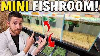 How To Make A Mini Fishroom! - Easy Version W/ Tutorial