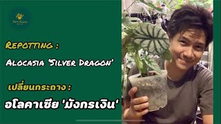 Repotting Alocasia Silver Dragon เปลี่ยนกระถางอโลคาเซียมังกรเงินกันครับ