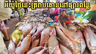 ផ្សារពន្លៃ ថ្ងៃនេះ មហាសម្បូរត្រីសុទ្ធតែឆ្កោកធំៗ រាប់តោន || Freshwater Fish Market KH [Ep. 742]