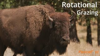 Containing Bison | Electric Fencing | Rotational Grazing.