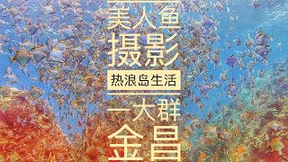 2021热浪岛生活|14岁可以学潜水吗|破网下的蚕丝断魂|美人鱼现场拍摄|随便拍都美|石鲈鱼身上的寄生虫|刀片鱼的独特游姿|红斑龙虎斑老鼠斑