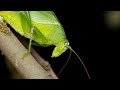 Sounds of Katydids! Sounds at night time ~ Part 1 Sounds of Katydids! Sounds at night time ~ Part 1