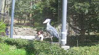 ハシビロコウ　ささ　飛ぶ～［高知県立のいち動物公園］ Shoebill