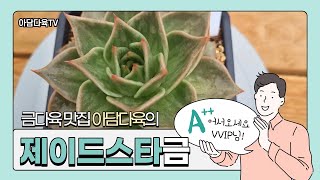 [220813] 표면이 오돌토돌한 독특한 금의 제이드스타! | 아담다육/콩마리아/아메스트로/라온마리아