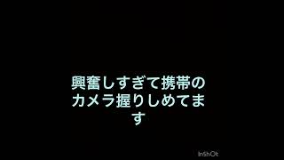 福岡県でミヤマクワガタ採集