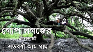 গোপালগঞ্জে শতবর্ষী আম গাছ দেখতে শত শত মানুষের ভিড় || গোপালগঞ্জের ঐতিহ্যবাহী শতবর্ষী আম গাছ