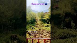 Nostalgia #song #hindisong #bollywood #music #shorts #shortsfeed #short #ragrikatarot #ragrika