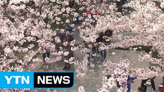 만개한 벚꽃에 나들이객 얼굴도 활짝 / YTN