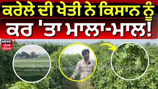 Beas News | ਕਰੇਲੇ ਦੀ ਖੇਤੀ ਨੇ ਕਿਸਾਨ ਨੂੰ ਕਰ 'ਤਾ ਮਾਲਾ-ਮਾਲ! ਔਰਗੈਨਿਕ ਫਸਲ 'ਤੇ ਕਰਦਾ ਹੈ ਦੁੱਧ ਦਾ ਛਿੜਕਾਅ |N18V