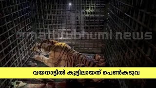 വയനാട്ടിൽ പിടിയിലായത് ഏഴ് വയസുള്ള പെൺകടുവ | Tiger | Wayand | Forest Department