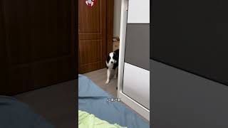 艾米🐶：你是真狗，傻不拉几的#边牧#宠物#萌宠#搞笑#shorts