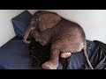 Baby Elephant Cast Aside By His Herd Is Desperately Lonely Until He Meets An Unlikely New Friend